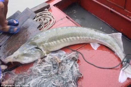 Bi an ve 'quai vat' ca tam khong lo - Anh 1