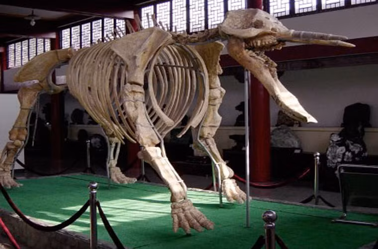 Hóa thạch của platybelodon.