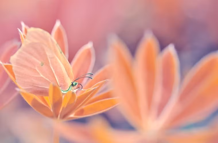 Nếu không tinh mắt, bạn khó có thể nhận ra con bướm, lẫn trong đám lá cây.