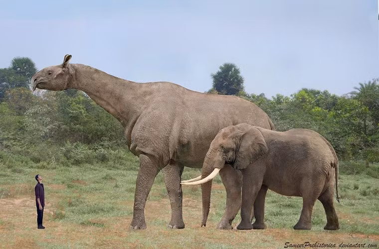 Chúng là một loài thú đã tuyệt chủng thuộc giống thú giống tê giác không sừng.