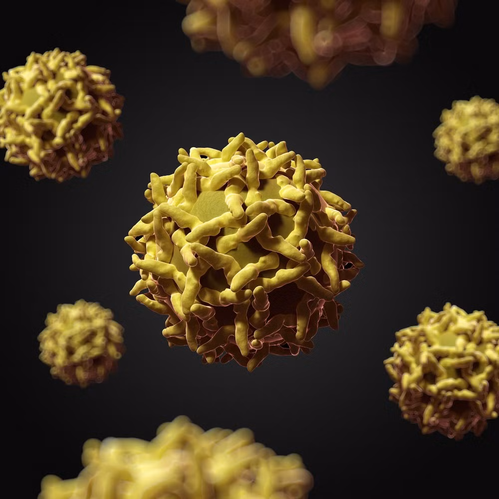 Virus gây bệnh sốt vàng có hình dạng những khối cầu nhỏ.