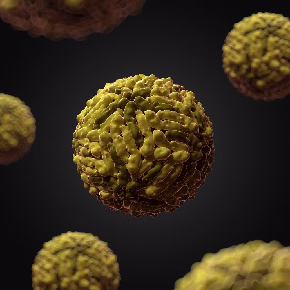 Virus bệnh sốt xuất huyết.