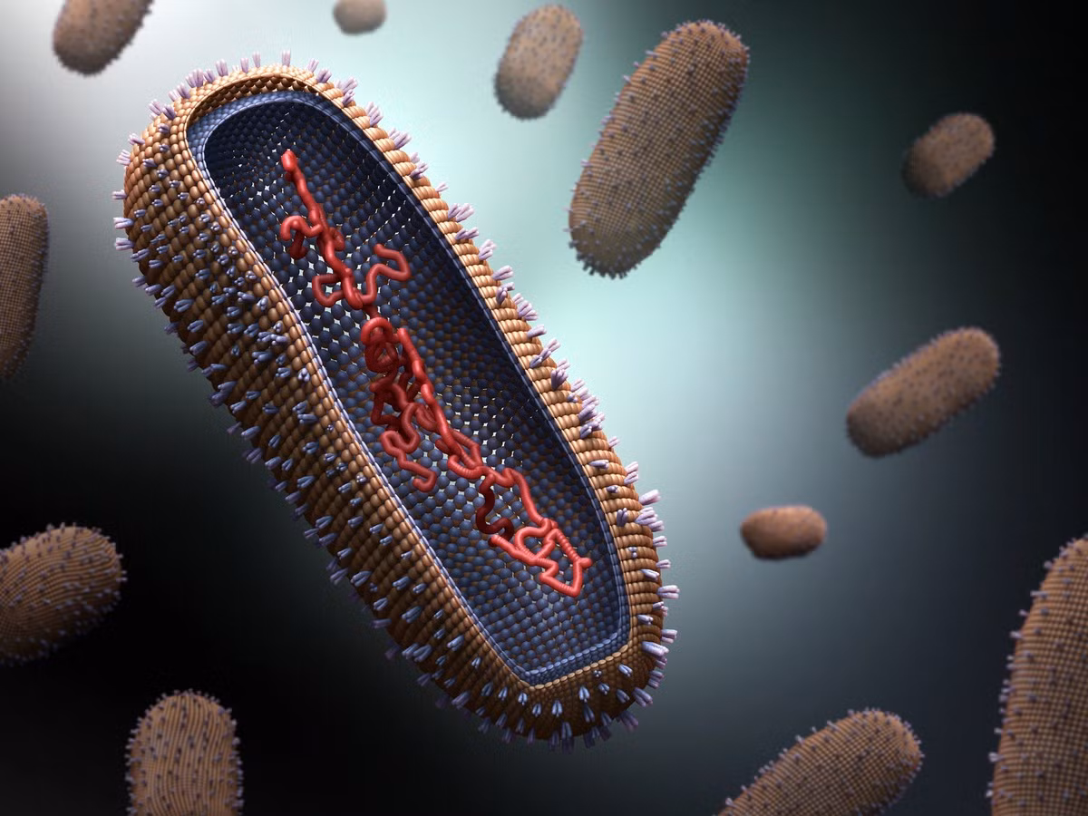 Virus cúm có hình dạng như thế này.