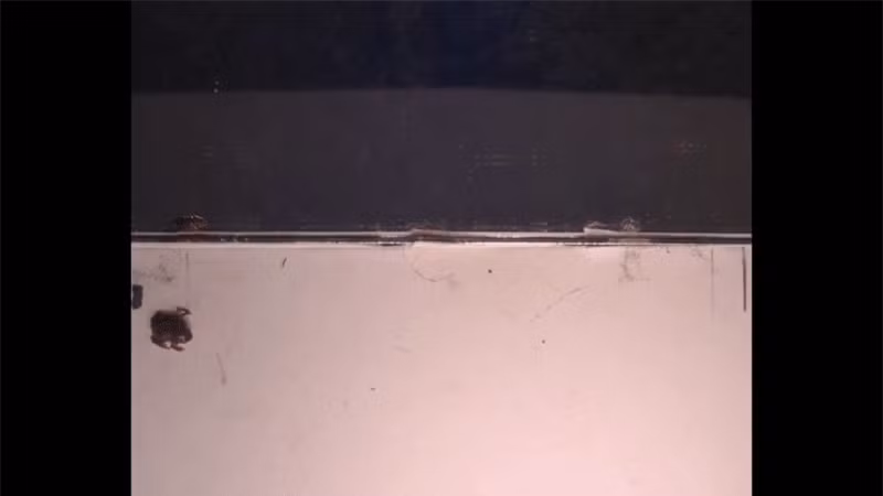 Loài ếch tội nghiệp nhất hành tinh: Nhỏ chỉ bằng cái móng tay ảnh 5