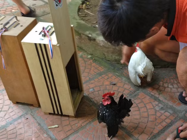 Sami G màu vàng có đặc điểm nổi trội là mí mắt trắng, đuôi gọn gàng, ngực lớn, chân màu xanh, mào nhỏ gọn, hình dáng cơ thể cao trung bình.