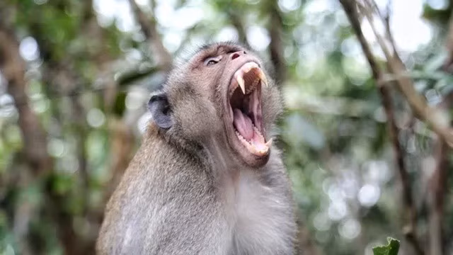 Bi khi tan cong khi... ngap