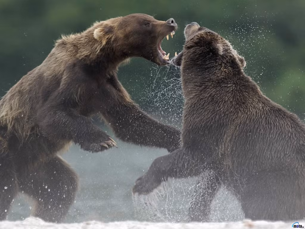 Gấu nâu khổng lồ, tên khoa học là Ursus arctos, là một loài gấu nâu hoang dã có thể nặng tới 130–700 kg. Gấu xám, gấu Kodiak và gấu nâu Mexico là các chủng (phân loài) Bắc Mỹ của gấu nâu.