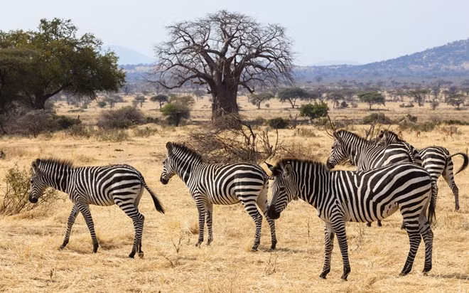  Ngắm động vật hoang dãở khu trại Jongomero, Tanzania: Khu nghỉ dưỡng ở miền Nam Tanzania yêu cầu du khách giao các thiết bị công nghệ cho họ trong thời gian nghỉ tại đây. Thay vào đó, bạn sẽ được chiêm ngưỡng những động vật hoang dã tuyệt vời trên đồng cỏ châu Phi.Ảnh: Rough Guides.