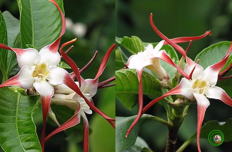 CÂY SỪNG TRÂU - Strophanthus caudatus. Nhựa cây sừng trâu Strophanthus caudatus có nhiều độc tính; thường được trộn với nhựa cây Thuốc bắn - Antiaris toxicaria – đã nói ở trên để tẩm độc vào mũi tên săn thú mà cha ông ta đã biết từ xa xưa. Khi ngộ độc người bồn chồn vật vã, nôn kéo dài gây hội chứng mất nước và rối loạn điện giải, hoa mắt chóng mặt, nhức đầu, ù tai thở khó, mắt mờ dần và rối loạn nhịp tim, lúc nhanh, lúc chậm, triệu chứng rầm rộ. Nếu không cấp cứu kịp thời có thể tử vong trong vòng 48 giờ. Bị ngộ độc cần xử trí nhanh, khẩn trương loại bỏ chất độc ra khỏi cơ thể bằng cách gây nôn, rửa dạ dày, cho uống thuốc tẩy, nằm nơi thoáng, yên tĩnh và truyền dịch, tiêm thuốc trợ tim...