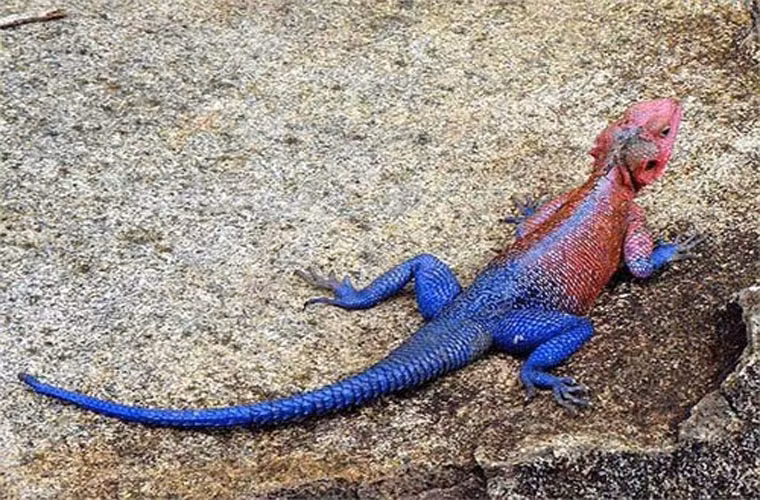 Trong môi trường nuôi nhốt, thằn lằn Agama có thể sống đến 15 năm. Khi được sống trong môi trường tự nhiên, tuổi thọ của chúng sẽ cao hơn.