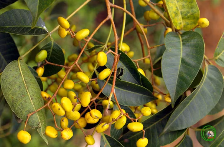 CÂY SƠN Rhus succedanea. Cây sơn có tên khoa học là Rhus succedanea là loài cây được trồng rất phổ biến ở nước ta để lấy nhựa. Cây được trồng nhiều ở vùng Thanh Sơn - Phú Thọ và cũng mọc tự nhiên ở trong rừng nước ta. Đây là một cây có độc và rất nguy hiểm với nhiều người. Cây có chất nhựa, được nhân dân ta chế ra “sơn ta ” để gắn gỗ, làm đồ thủ công mỹ nghệ sơn mài. Chất laccol trong sơn ta kích thích gây dị ứng mạnh đối với da, gây ra hiện tượng lở sơn. Khi bị lở ở mặt sưng lớn, tạo các nốt mụn màu đỏ và cảm giác mặt rất nặng nề, bỏng rát, khó chịu.