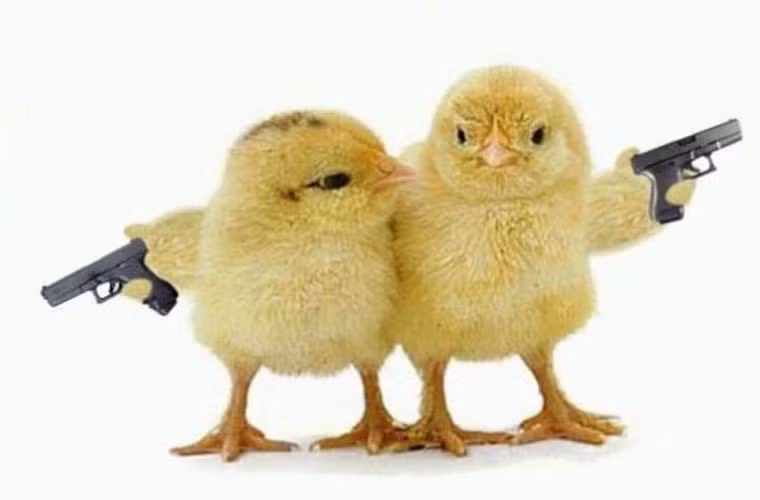 Đến gà cũng biết cầm vũ khí.