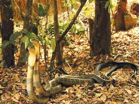 Một đôi rắn hổ mang chúa tại khu vực núi đất Phong Nha - Kẻ Bàng. Đây là loài rắn cực kỳ quý hiếm bởi chúng bị săn lùng ráo riết. Một đôi rắn hổ mang chúa tại khu vực núi đất Phong Nha - Kẻ Bàng. Đây là loài rắn cực kỳ quý hiếm bởi chúng bị săn lùng ráo riết.