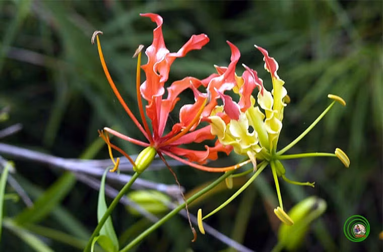 CÂY NGÓT NGHẺO Gloriosa superba. Ngót nghẻo - Gloriosa superba là một loại cây sống lâu, cây thảo có thân leo dài 1 - 2m. Lá hình mũi mác, đầu tận cùng bằng một tua cuộn hình xoắn ốc quấn bám cho thân leo. Trái dạng nang hình chùy dài, chứa nhiều hạt, khi chín có màu đỏ tươi. Mùa hoa vào tháng 5 - 6, mùa quả từ tháng 6 - 8. Toàn cây đều có chứa chất độc colchicin, superbine, glucosine. Độc nhiều nhất ở rễ củ. Chất độc đáng lưu ý có trong cây là colchicin rất độc, chỉ cần 5mg cho 1kg thể trọng cũng đủ gây chết rất nhanh. Ngộ độc do ăn phải cây ngót nghẻo gây bệnh cảnh cấp tính sau 2 - 6 giờ, đau rát miệng, khát nước sau đó nôn, buồn nôn dữ dội, đau bụng và tiêu chảy, tiêu máu nặng dẫn tới trụy tim mạch, rối loạn tri giác, co giật, suy hô hấp, tiểu máu, thiểu niệu. Diễn tiến xuất huyết, thiếu máu, yếu cơ vào những ngày thứ 2, thứ 3 tiếp theo. Nếu qua khỏi thường bị rụng tóc xảy ra sau 1 - 2 tuần.