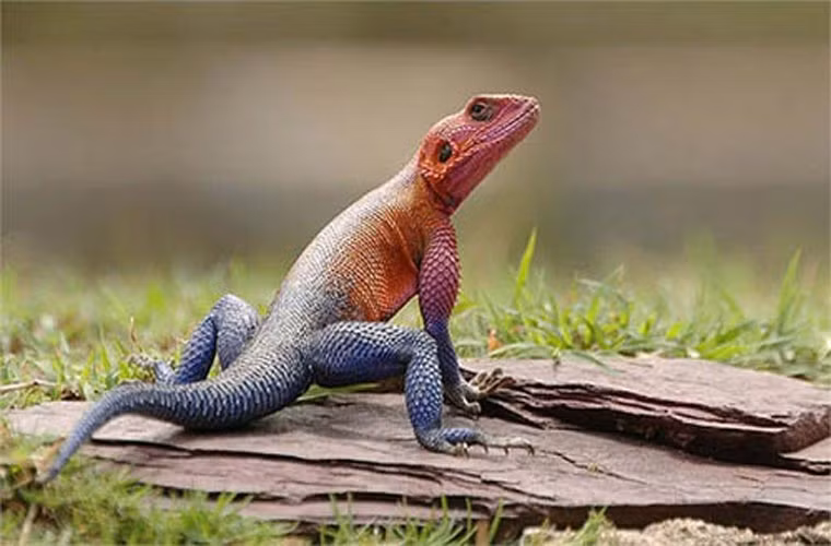 Khác hẳn với vẻ bề ngoài sắc sặc sỡ, nổi bật, thằn lằn Agama là loài khá ôn hòa, nhút nhát. Chúng thường ẩn nấp khi có sự xuất hiện của con người. Vì có vẻ bề ngoài nổi bật nên thằn lằn Agama được coi là vật nuôi cảnh đắt giá ở Mỹ và nhiều nước trên thế giới.