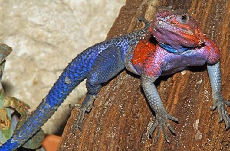 Một con thằn lằn Agama có chiều dài khoảng 15 cm. Thằn lằn cái có cân nặng ít hơn so với những con đực. Mỗi lứa đẻ của thằn lằn Agama cái thường cho ra 6 – 8 trứng.