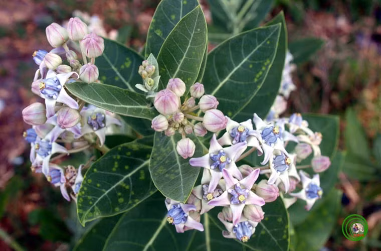 CÂY BỒNG BỒNG Calotropis gigantea. Nhựa mủ của cây bông hồng dùng với liều thấp làm thuốc gây nôn, liều cao sẽ gây độc mạnh như nhức đầu, chóng mặt, buồn nôn (ói) nếu liều cao có thể gây ra các triệu chứng gây sốt, nổi ban khắp người và sức yếu sẽ gây ép tím, ngủ lịm, khó thở. Mặc dù có độc tính cao nhưng đây cũng là cây thuốc với nồng độ kiểm soát chặt chẽ. Thường dùng chữa kiết lỵ nhẹ. Dùng ngoài đắp trị viêm khớp, đắp lên các ghẻ mụn, các vết loét, lậu, giang mai. Trộn với mật ong dùng để đắp lên các mụn loét trong miệng. Tẩm vào bông rồi vò viên nhét vào lỗ răng đau sẽ làm ngưng đau nhức.
