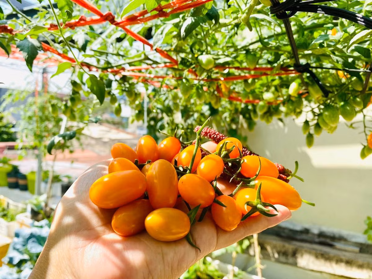 Chị Thơm phủ xanh khu vườn này bằng các loại cây theo mùa. Cứ mùa nào là rau đấy, rất nhiều loại cây cho lá, cho quả được chị lựa chọn để trồng vào đây. Chị trồng cà chua bi lên sum suê, thu hoạch ăn không hết.
