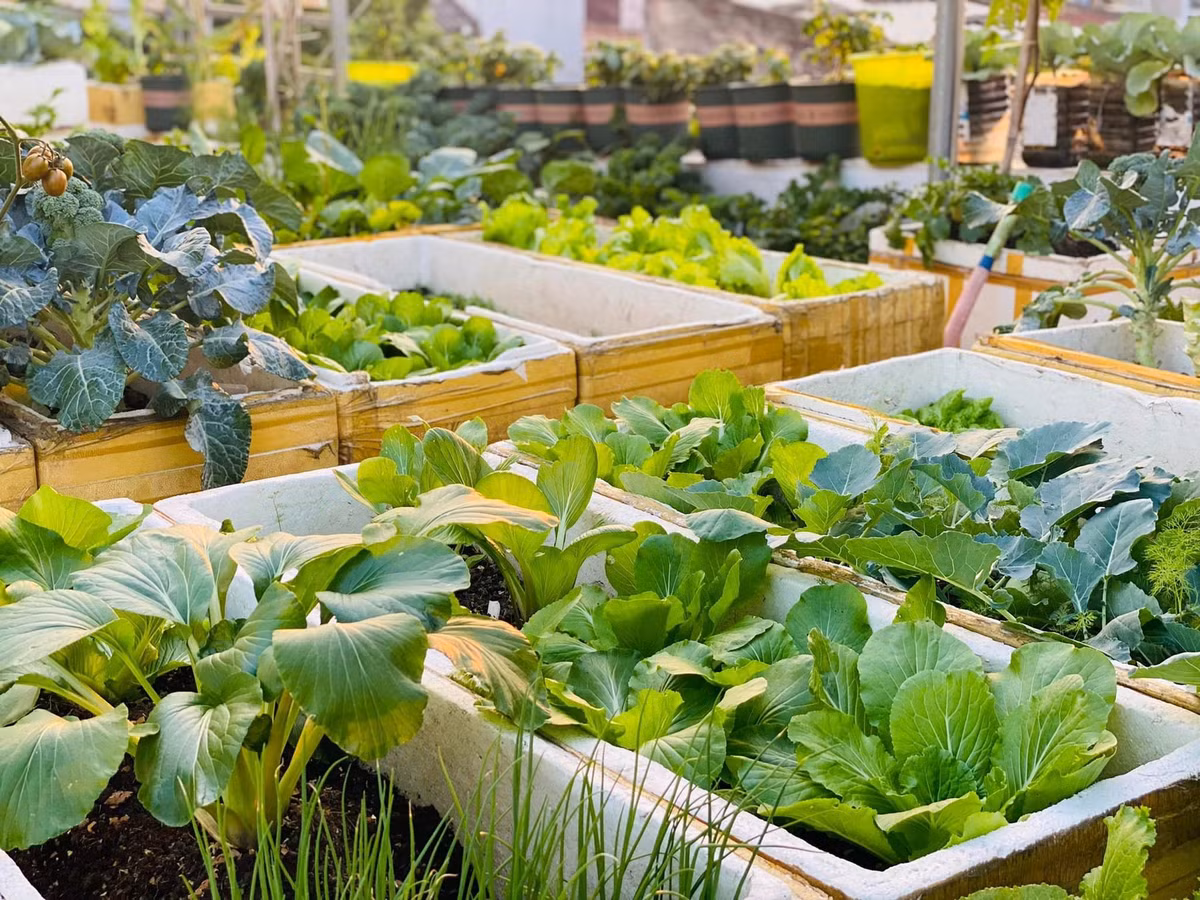 Chị Thơm còn trồng thêm cả rau cải, súp lơ, bắp cải, xà lách,... Không phải là nhà nông nghiệp nghiên cứu cây hay có kinh nghiệm trồng cây lâu năm, mà vì tình yêu với cây cỏ, chị tìm hiểu và ứng dụng vào trong chính khu vườn của gia đình. Cứ cây nào chị muốn trồng là chị lại lên tìm hiểu trên mạng cách chăm sóc, vun trồng để đạt năng suất cao.