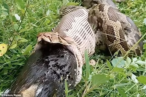 Người chứng kiến cho hay, khi con trăn đang di chuyển trên đám cỏ ở bìa rừng thì nó bất ngờ dừng lại và nôn bữa ăn mới ăn cách đó không lâu. Được biết, phải mất tới nửa giờ để con trăn có thể nuốt trọn con chó to lớn những chỉ mất 14 giây để nó đưa bữa ăn của mình ra ngoài. Có thể thấy thân hình con chó to lớn dần hiện ra. 