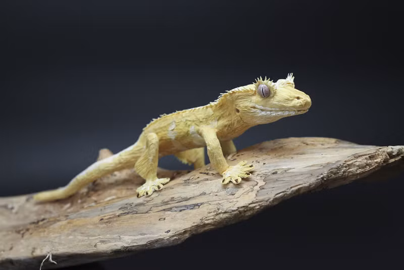 Tắc kè Crested.