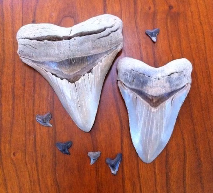  Những chiếc răng khổng lồ kia là của loài cá mập Megalodon cổ xưa, to gấp vài chục lần răng của cá mập ngày nay