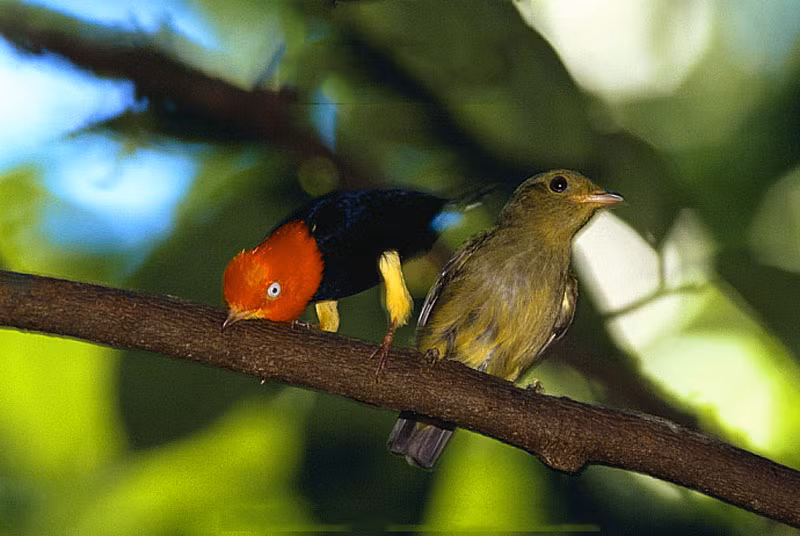 br/> Manakin đực mũ: Manakin đực mũ đỏ nổi bật đã giành được danh hiệu chim đi trên mặt trăng vì điệu nhảy tán tỉnh ấn tượng của nó. Con đực tập hợp thành một nhóm gọi là lek. 