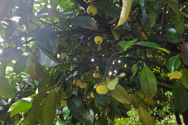Trong cay dac san, ong nong dan hai 1,2 tan trai, ban 60.000/kg-Hinh-2