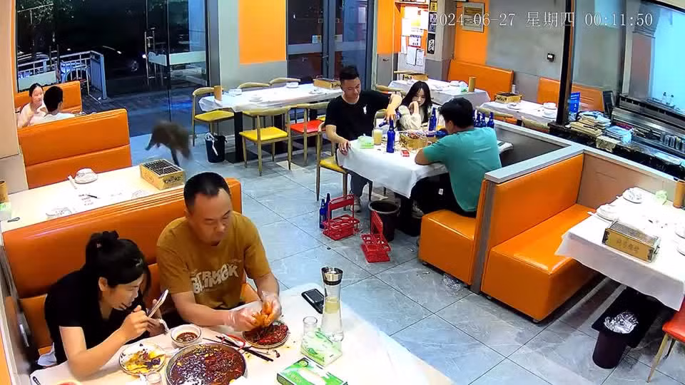 Lon rung bat ngo lao vao nha hang, nhieu nguoi hoang so