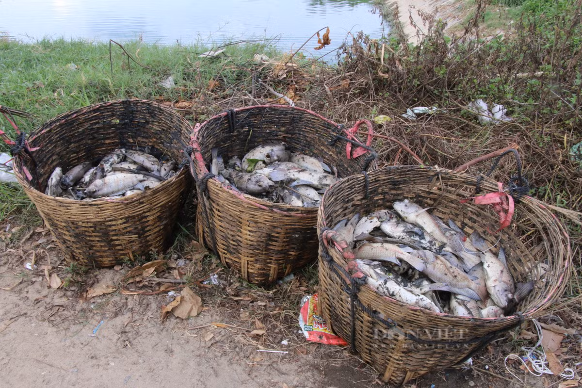 Kinh hoang hang tan ca chet noi trang kenh Da Co o Da Nang-Hinh-4