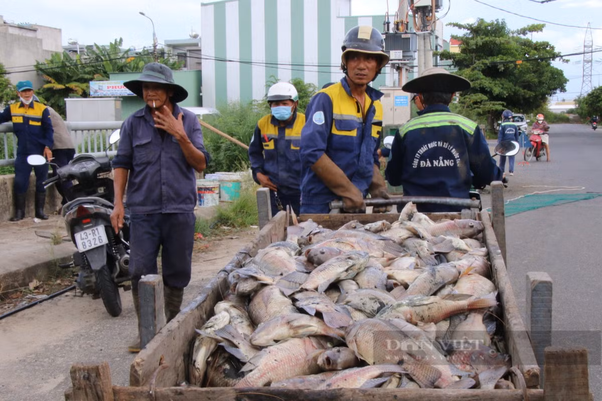 Kinh hoang hang tan ca chet noi trang kenh Da Co o Da Nang-Hinh-2