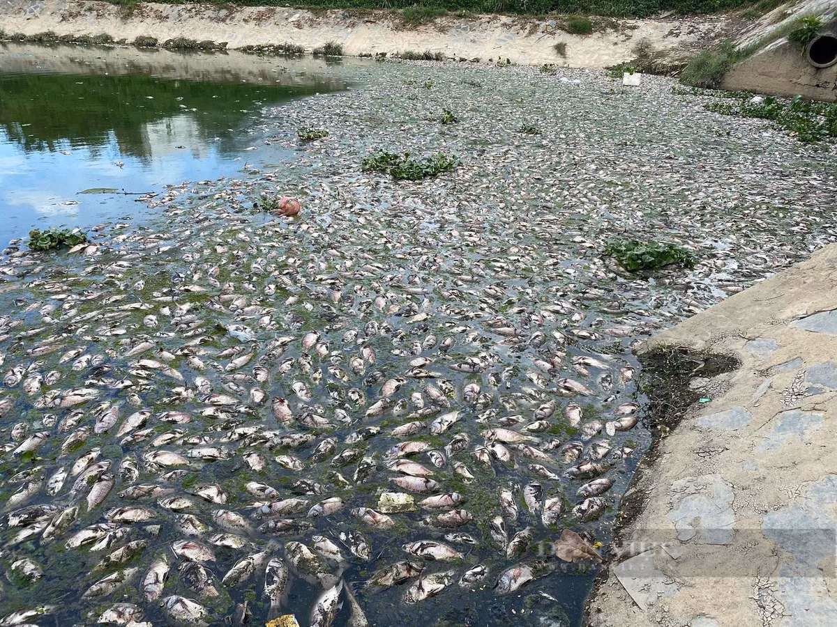 Kinh hoang hang tan ca chet noi trang kenh Da Co o Da Nang
