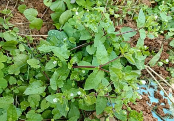 Thay loai co dai nay, nhung it nguoi biet gia tri duoc lieu cua no-Hinh-2