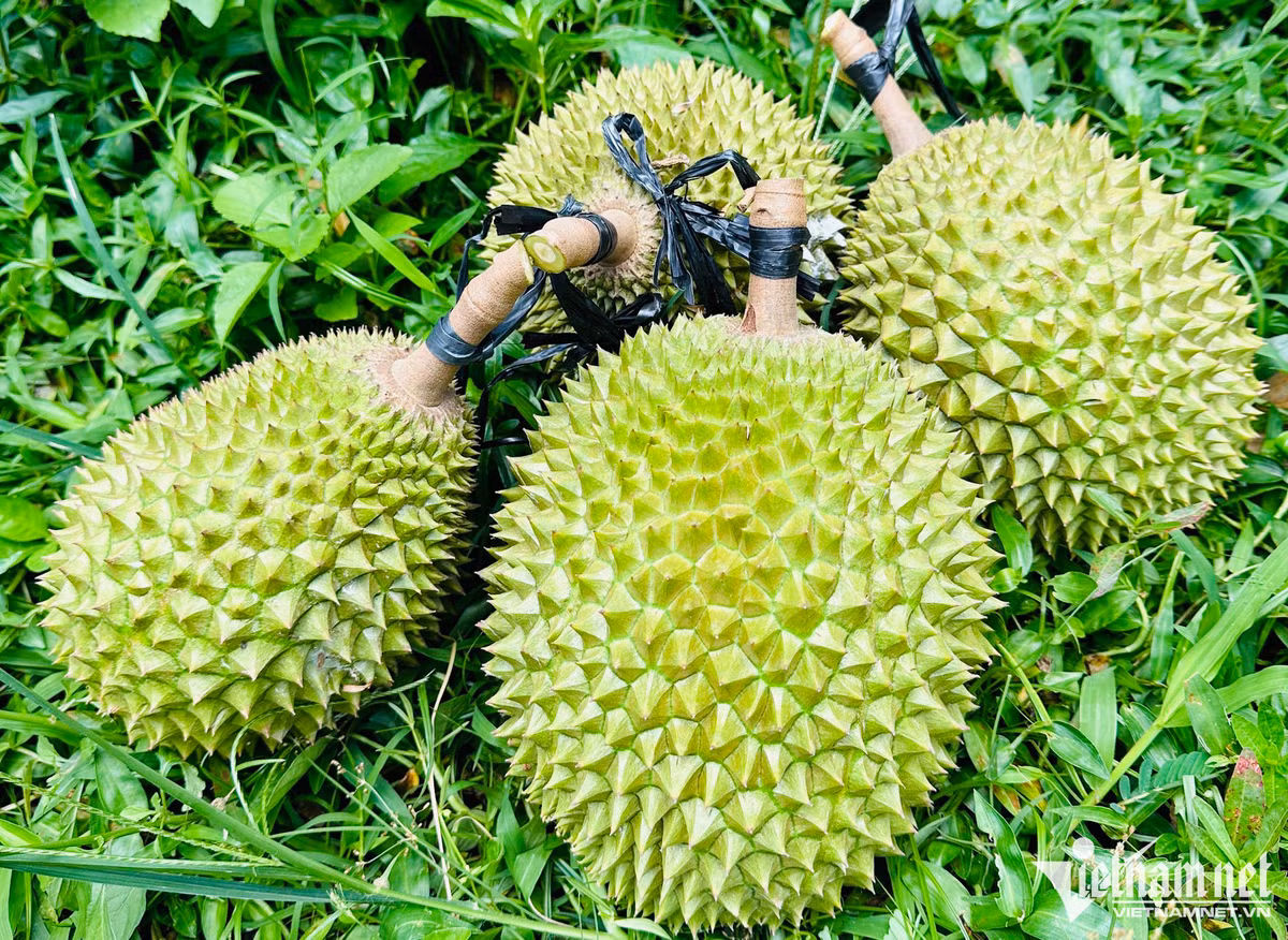 Sau rieng ngon nhat the gioi trong tai Viet Nam: 900 nghin/kg