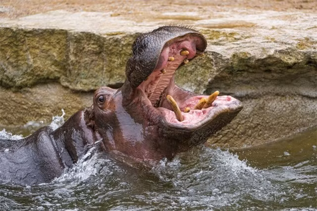Hà mã nhỏ vô tư “cắn yêu” cá sấu sông Nile hung dữ ảnh 1