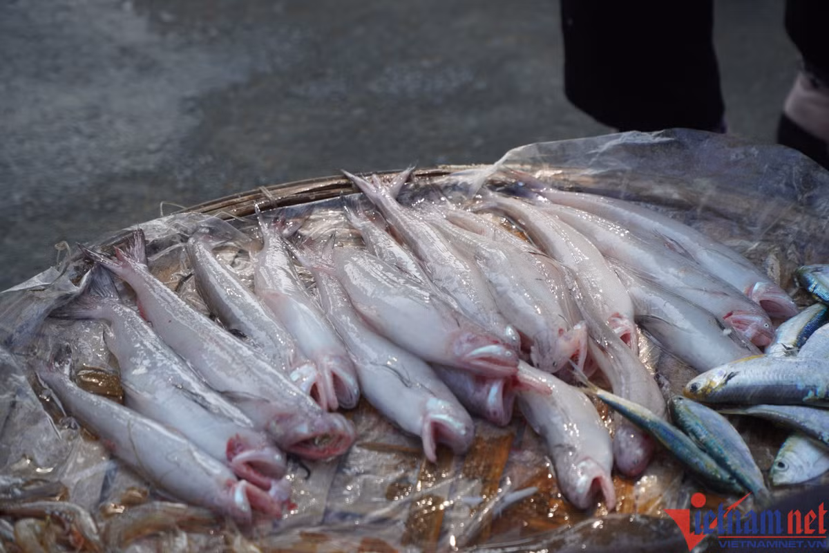 Cá khoai hơn nửa triệu đồng một kg, người dân tranh nhau mua - Hình 5 Ca khoai hon nua trieu dong mot kg, nguoi dan tranh nhau mua-Hinh-5