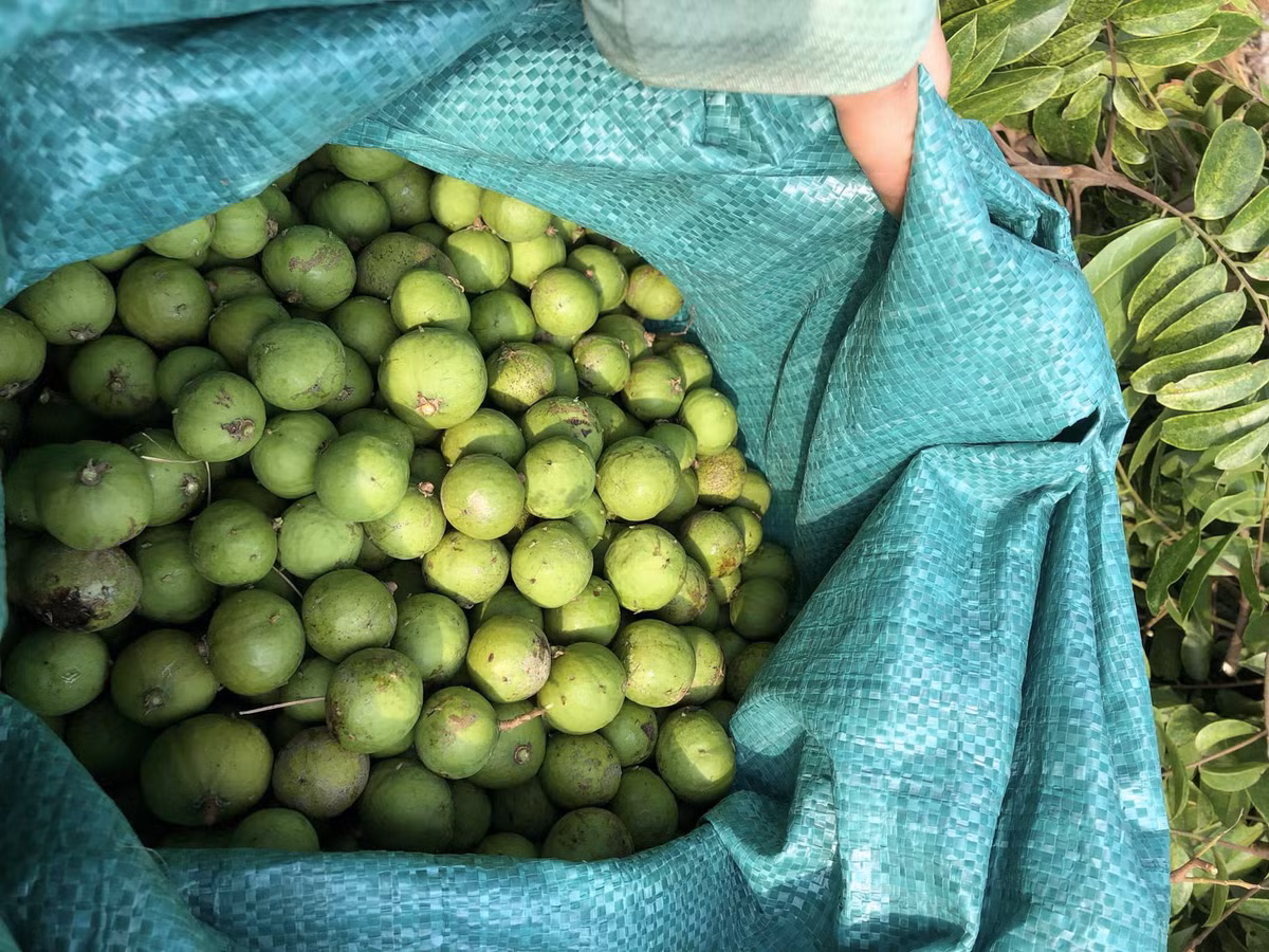 Su that sau rieng gia chi 49.000 dong/kg, bo dac san re hiem thay-Hinh-2