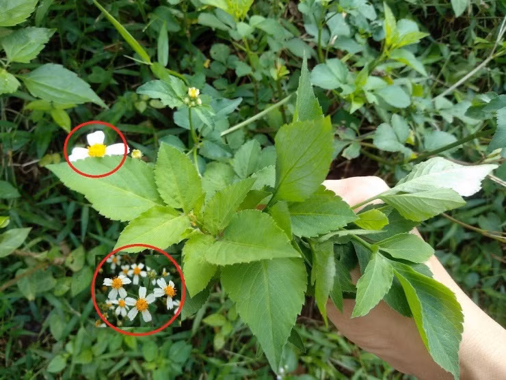 Cây hoa dại mọc đầy Việt Nam, thế giới săn lùng chữa bệnh Cay hoa dai moc day Viet Nam, the gioi san lung chua benh