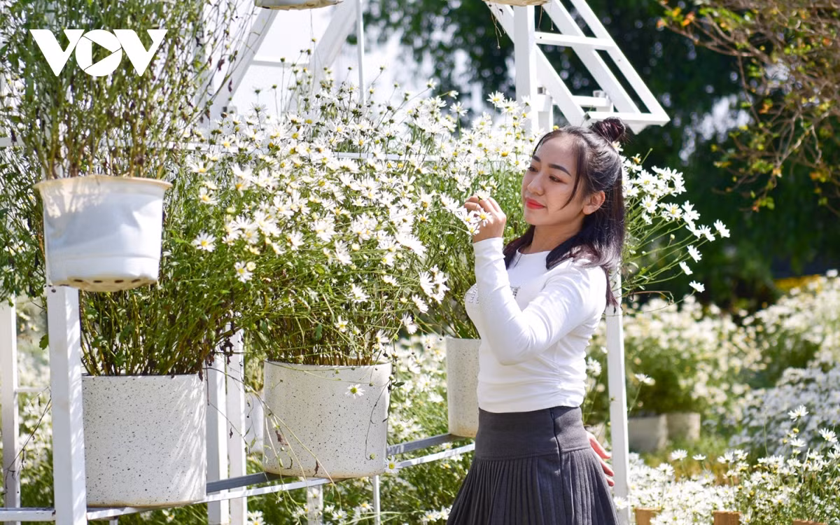 Mùa cúc họa mi chỉ nở một mùa duy nhất trong năm, thời gian kéo dài khoảng 2 - 3 tuần. Do đó, nhiều người tranh thủ đã thời gian để lưu lại vẻ đẹp của loài hoa được coi là "đặc sản" của mùa thu Hà Nội.