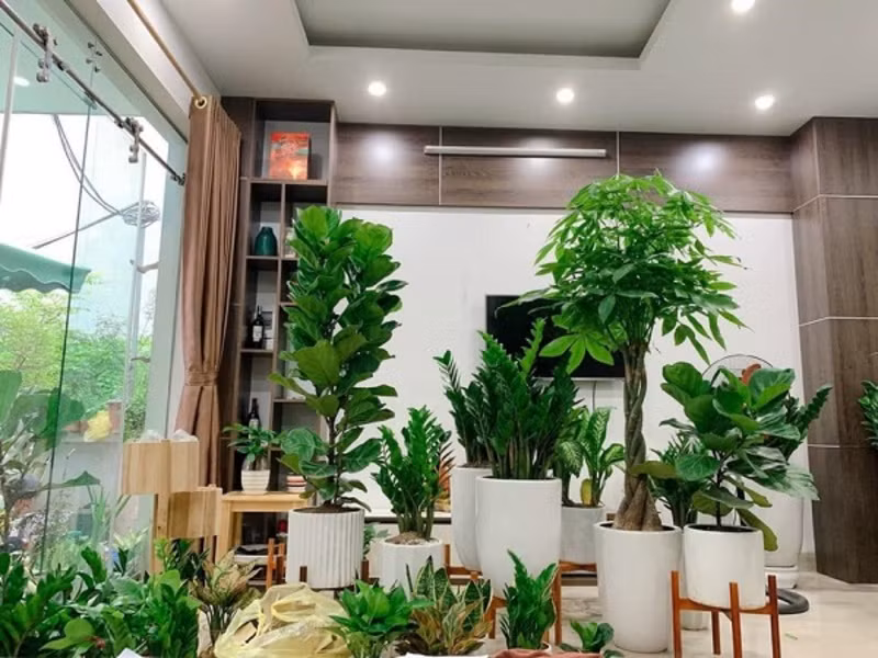 Có 1 số cây "giữ nhà", không chỉ có tác dụng thanh lọc không khí một cách mạnh mẽ mà trong phong thủy còn mang lại sự giàu có, may mắn cho gia đình. Hãy xem đó là những cây cảnh nào nhé! 