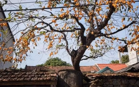 Cây hồng giòn: Đây là một loại cây được trồng khá phổ biến ở nước ta, không chỉ cho quả mà còn mang nhiều ý nghĩa tốt lành trong phong thủy. Theo đó, cây hồng giòn đồng âm với màu hồng nên tượng trưng cho điềm lành, điều may mắn. 