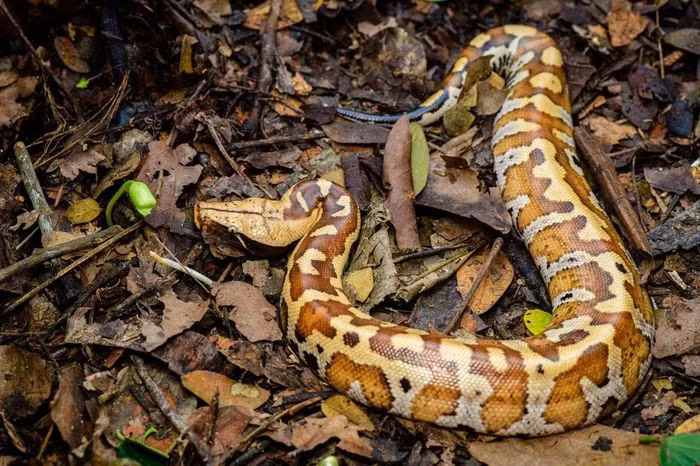 Sinh sống trong rừng rậm ở khu vực Đông Nam Bộ, trăn cộc (Python brongersmai) là một loài bò sát rất độc đáo và quý hiếm của Việt Nam. Ảnh: Animalia 