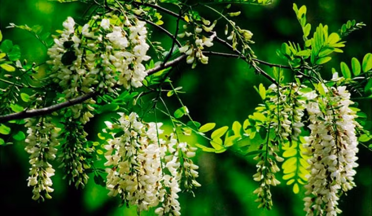 Sở dĩ như vậy vì thời xưa trước cửa triều đình thường được trồng 3 cây hòe, tượng trưng cho 3 chức quan lớn Tư mã -Tư đồ - Tư không. Do đó, hoa hòe được coi là biểu tượng của danh vọng, chức tước.