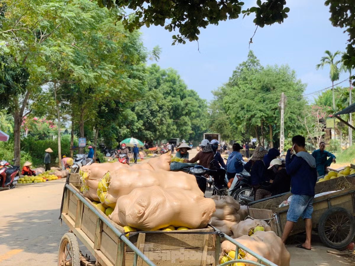Người dân đóng thành từng bao tải để vận chuyển bưởi đi ra các tỉnh phía Bắc và vào miền Nam, nhưng do ảnh hưởng của mưa bão nên bưởi năm nay tiêu thụ chậm, giá thành giảm khiến nhiều người dân lo lắng.