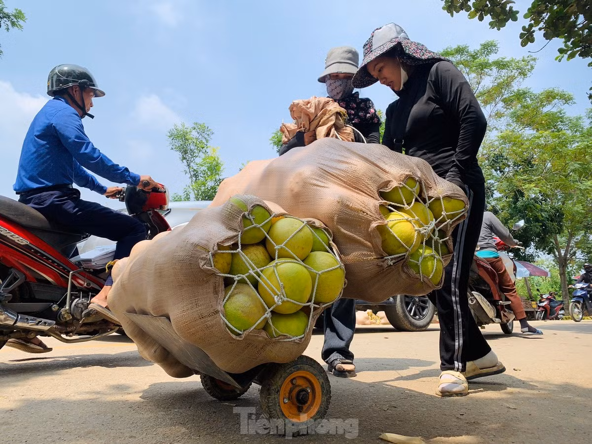 Hiện bưởi Phúc Trạch đã được thu hoạch trên 50%. Ngành chức năng địa phương cũng đã khuyến cáo người dân thu hoạch bưởi càng sớm càng tốt để tránh ảnh hưởng của mưa lũ. Năm nay, theo báo cáo của Phòng Nông nghiệp và Phát triển nông thôn (NN&amp;PTNT) huyện Hương Khê, tổng sản lượng bưởi Phúc Trạch toàn huyện năm nay đạt gần 23.000 tấn.