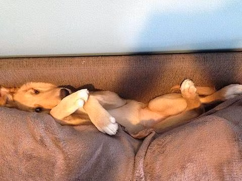 Nếu không để ý, chúng ta có thể sẽ ngồi đè lên chú chó này.