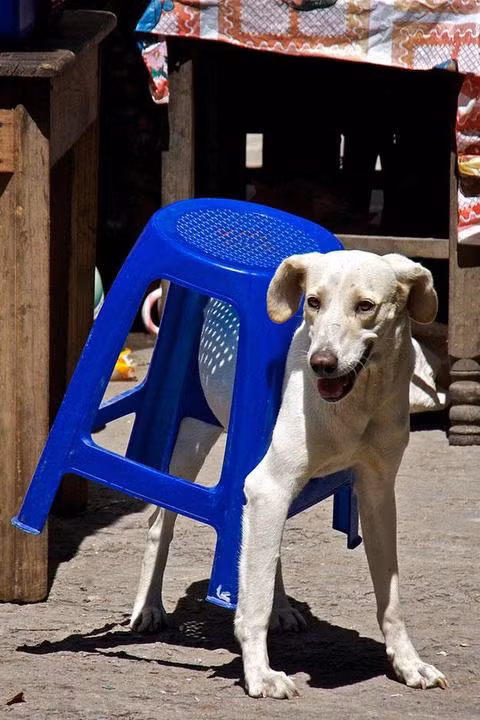 Cách vác ghế độc nhất vô nhị.