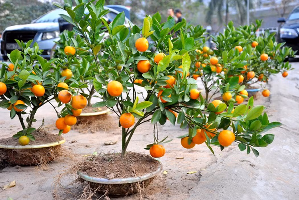  Bạn nên trồng trong nhà, ngoài vườn một cây quất. Cây cảnh này không chỉ có thể cải thiện phong thủy ngôi nhà của bạn, cho bạn cảnh đẹp, ý vui mà còn làm dịu cơn khát của bạn. Nếu bạn có một góc vườn hãy đừng bỏ qua 6 cây cảnh này nhé!