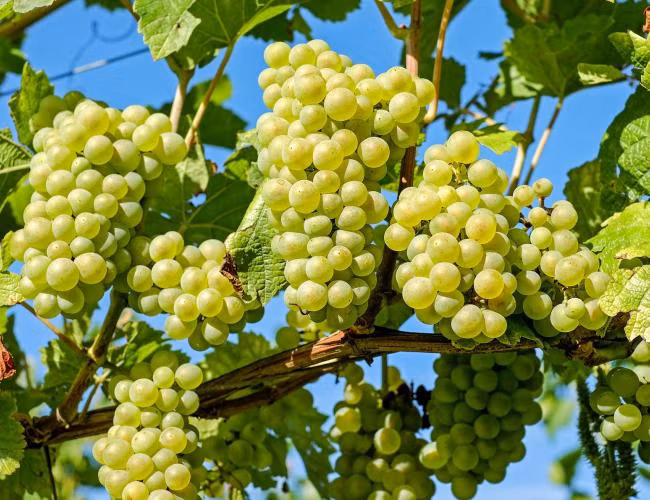 Nho kết trái thành từng chùm, nhiều quả kết lại trên một thân tượng trưng cho “nhiều con cái và phước lành”, càng có nhiều nho trên dây thì càng có nghĩa gia đình sẽ thịnh vượng.