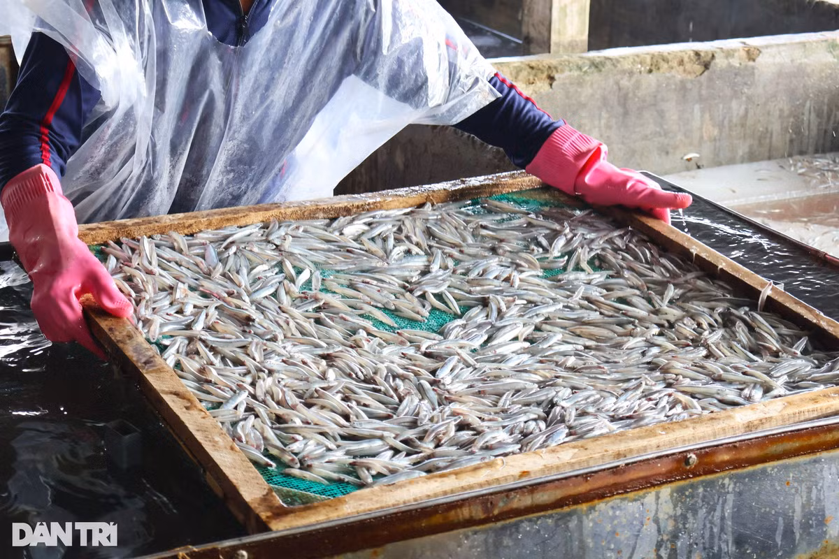 Trên địa bàn xã Bình Minh có 4-5 lò hấp cá quy mô, ngoài ra còn nhiều lò hấp tự phát. Tại cơ sở lớn nhất xã của chị Hồ Thị Liên (thôn Tân An, xã Bình Minh), hàng chục lao động đang tất bật rửa cá để đưa đi hấp. Lao động ở đây chủ yếu là phụ nữ lớn tuổi, đảm nhiệm các khâu rửa cá và mang cá đi phơi. Chị Liên cho hay, nhiều ngày qua, cơ sở chế biến của chị hoạt động liên tục. Mỗi ngày, lò hấp thu mua hơn 10 tấn cá cơm tươi để chế biến thành cá khô. Lượng cá ngư dân đánh bắt năm nay khá lớn, có ngày cơ sở rơi vào tình trạng quá tải, phải huy động thêm nhân lực chạy việc.